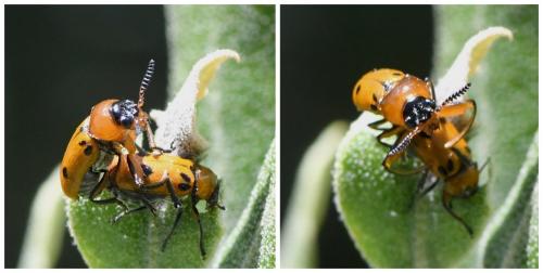 Macrolenes dentipes